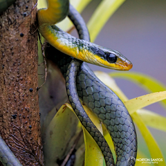 Chironius bicarinatus