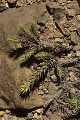 Nassauvia pyramidalis