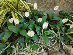 Spathiphyllum