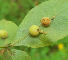 Caryomyia persicoides