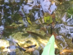 Mayaheros urophthalmus