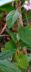 Cuphea racemosa