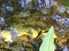 Mayaheros urophthalmus