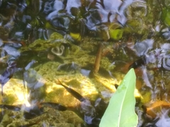 Mayaheros urophthalmus