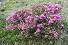 Rhododendron lapponicum