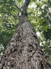 Pseudobombax ellipticum