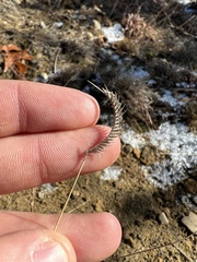 Bouteloua hirsuta