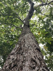 Pseudobombax ellipticum