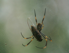 Birrima varians