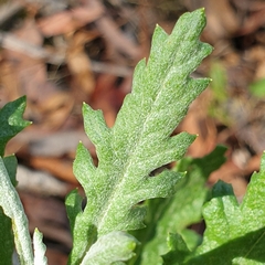 Senecio glomeratus