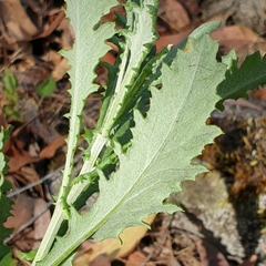 Senecio glomeratus