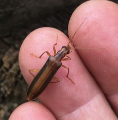 Thelyphassa lineata
