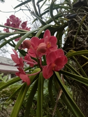 Vanda