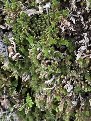 Selaginella hansenii