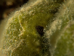 Stiliger aureomarginatus