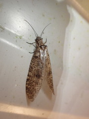 Archichauliodes diversus