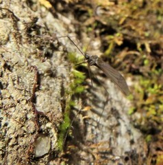 Trichocera annulata