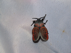 Edebessa nigropuncta