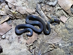Calamaria pavimentata