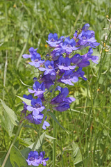 Penstemon cyananthus cyananthus