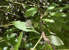 Celastrina neglecta