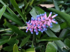 Aechmea gamosepala