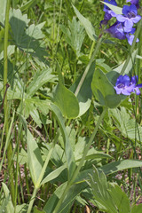 Penstemon cyananthus cyananthus