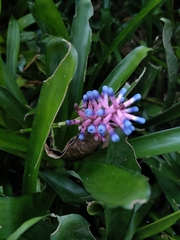 Aechmea gamosepala