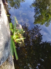 Hymenocallis littoralis