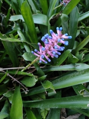 Aechmea gamosepala