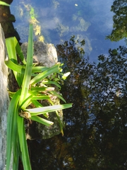Hymenocallis littoralis