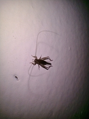 Gryllodes sigillatus