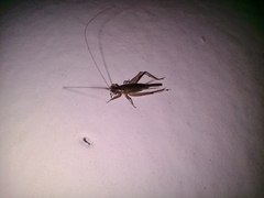 Gryllodes sigillatus