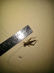 Gryllodes sigillatus