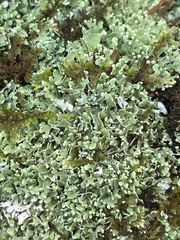 Cladonia apodocarpa