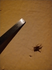 Gryllodes sigillatus