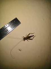 Gryllodes sigillatus