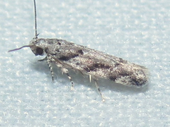 Coleotechnites australis