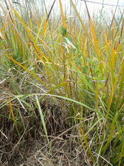 Libertia peregrinans