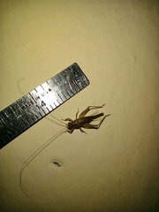 Gryllodes sigillatus
