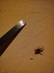 Gryllodes sigillatus