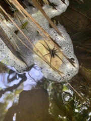 Dolomedes dondalei