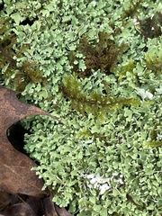 Cladonia apodocarpa