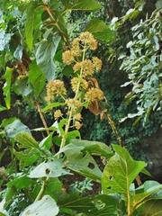 Critonia quadrangularis