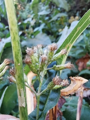 Critonia quadrangularis