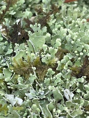 Cladonia apodocarpa