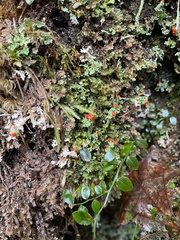 Cladonia bellidiflora