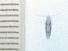 Coleotechnites australis