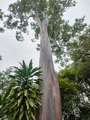 Eucalyptus deglupta