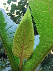 Critonia quadrangularis